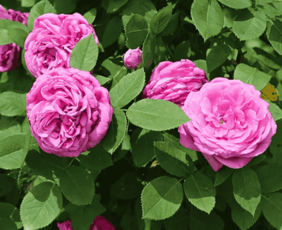 USA Four Season Rose