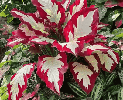 Giant Red And White Patterns Caladium