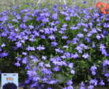 Lobelia