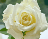 আমেরিকান Tineke Rose