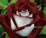 Red & White Osiria Ruby Rose Flower