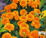 French Marigold