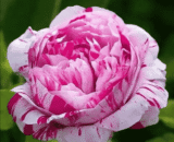 USA Beauty Lotus Rose