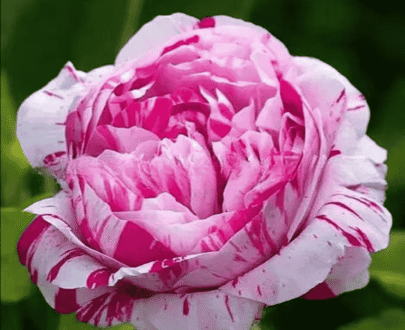 USA Beauty Lotus Rose