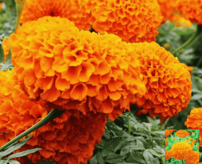 Thai Marigold