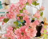 Watermelon Kiss" Bougainvillea