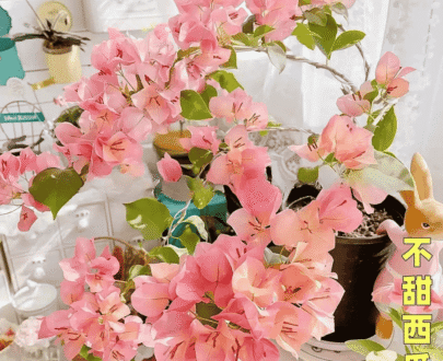 Watermelon Kiss" Bougainvillea