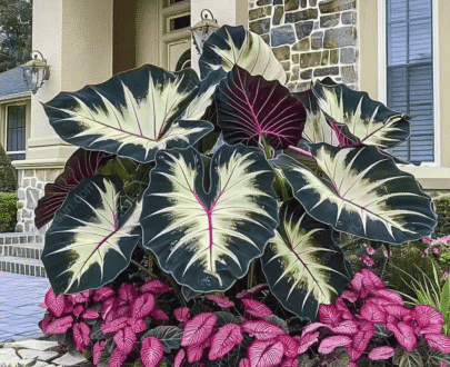 Variety Color Perennial Garden Caladium