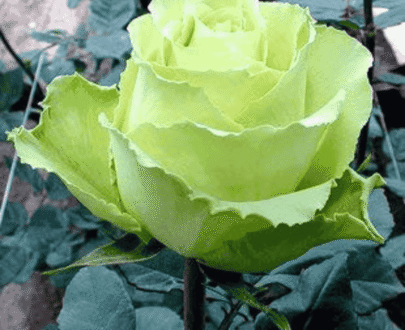 Green Rose