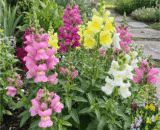 Thai Snapdragon Mixed