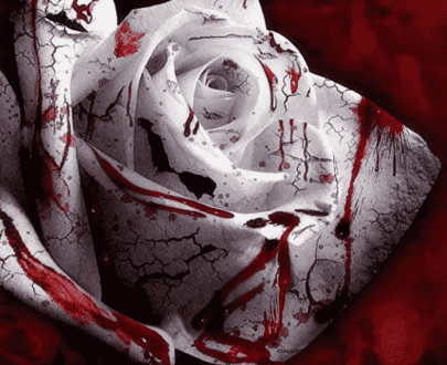 White Blood Rose
