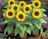 potted sunflower
