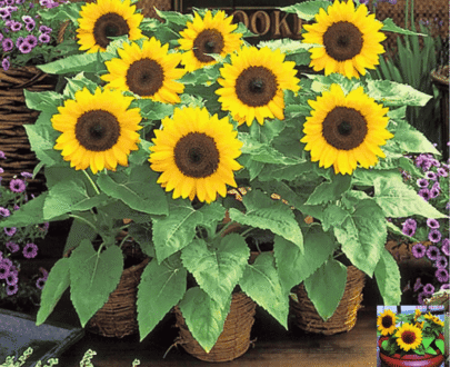 potted sunflower