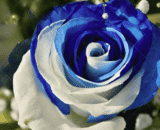 Blue and White Roses