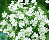 Baby's breath White (Gypsophila)