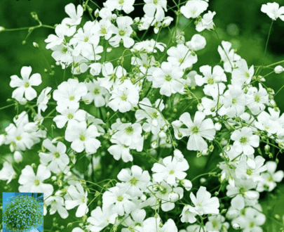 Baby's breath White (Gypsophila)