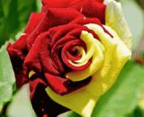 Two Color Roses (Yellow and Red