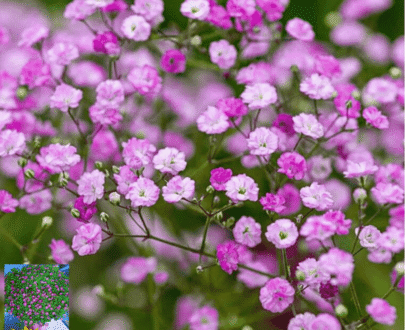 Thai Baby's breath Pink (Gypsophila)