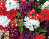 mixed color verbena