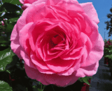 USA Congratulations Rose