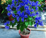 Blue Bougainvillea