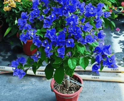 Blue Bougainvillea