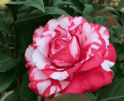 USA Red & White Roses