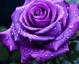 USA Purple Rose