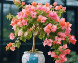 Roselle-Hibiscus Sabdariffa Bougainvillea