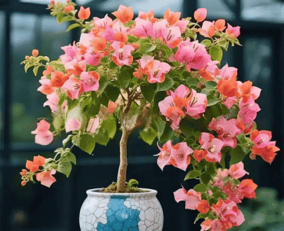 Roselle-Hibiscus Sabdariffa Bougainvillea