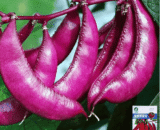 Purple Hyacinth Bean