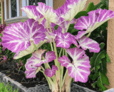 Pink Purple Caladium