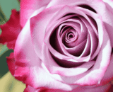 Bloody Romantic Rose