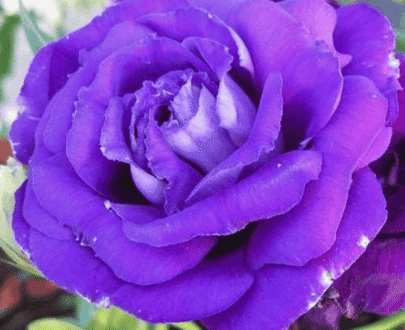 USA Purple Rose