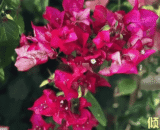 Royal Dauphine Red Bougainvillea