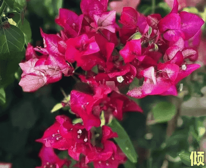 Royal Dauphine Red Bougainvillea