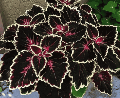 Black Midnight Caladium Seeds