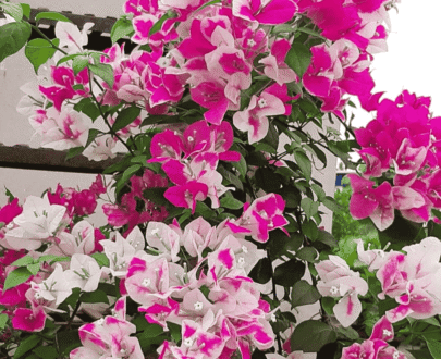 Sakura Ice Cream bougainvillea