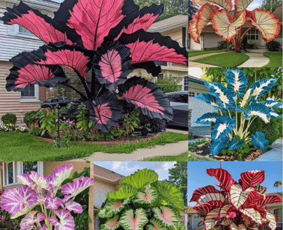 Rare Mixed Color Caladium Seeds