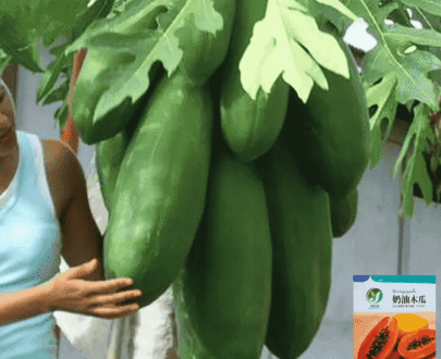 Golden Butter Big Papaya