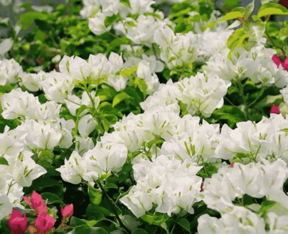 Snow White bougainvillea