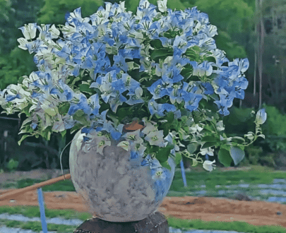 Starry Night Sky Bougainvillea