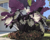 Giant Ultra Violet Mix White Milk Caladium Seeds