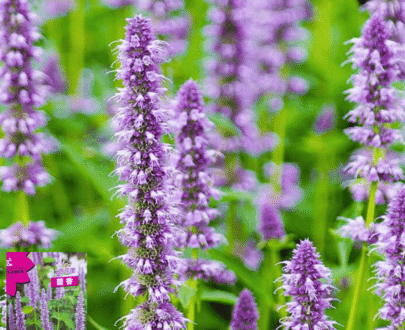 Hyssop