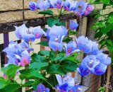 Two-Tone Blue Purple Bougainvillea