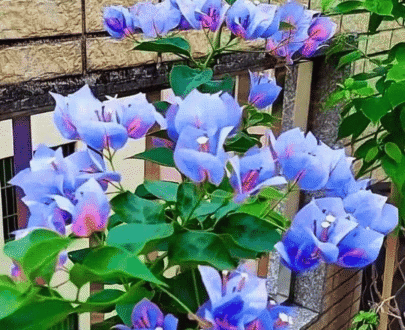 Two-Tone Blue Purple Bougainvillea