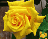 Yellow Rose