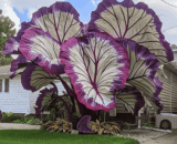 Giant White and Purple Caladium Seeds