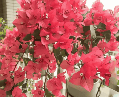ELF (light pink) Bougainvillea