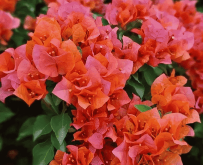 Juice Organge Bougainvillea